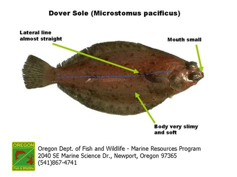 flat fish|ODFW Finfish Species .